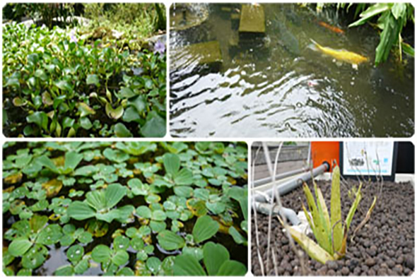 四張水生植物與水景照片：左上為紫花蕨類植物，右上為池塘中的錦鯉魚，左下為浮水植物覆蓋的水面，右下為盆栽中的香蒲或水生植物。展示不同的水生植物類型與水景造景。