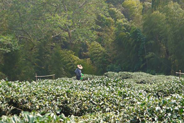 一位戴著帽子的工作人員走在綠油油的茶田中，身後是茂密的樹林。茶田裡長滿了翠綠的茶樹，景象寧靜優美，展現出茶葉種植的自然風光與農業勞作場景。