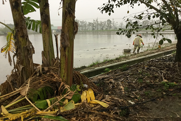 河岸邊，枯木和落葉散落在地上，遠方水面平靜，對岸可見棕櫚樹林。河邊有數名工人在進行清理或整理工作，展現出鄉村河流邊的勞動景象。