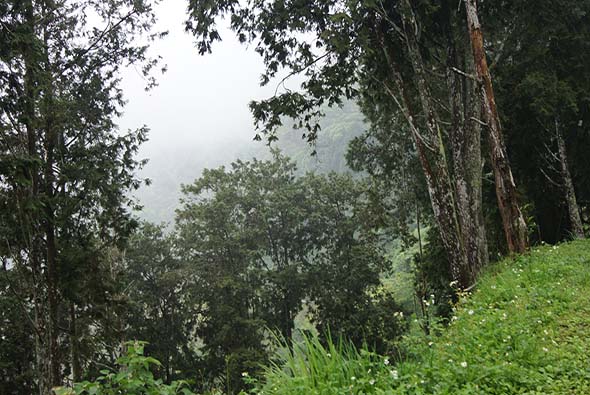 山區翠綠森林景觀，高大樹木林立，右側斜坡覆蓋茂密綠草，遠方山巒被霧氣籠罩，光線明亮柔和，呈現原始自然的山林風景。