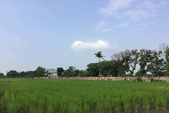 廣闊的綠色稻田在藍天白雲下延伸，田邊有木製柵欄圍繞著建築物和樹木。景色呈現典型的東南亞農村風光，稻米正在生長階段。