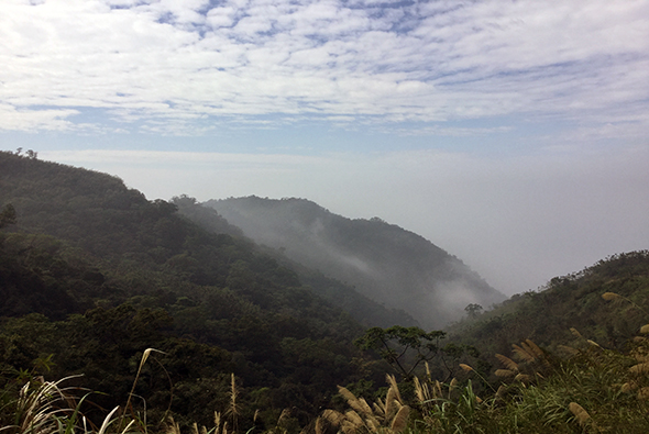 山區晨霧風景，前景有草叢，遠方山巒被白色霧氣籠罩，層層疊疊的翠綠山林在晨光中若隱若現，天空呈現藍白相間的雲彩。