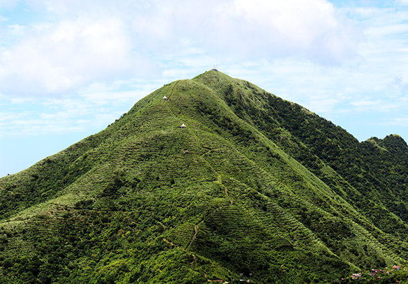 一座被茂密綠色植被覆蓋的圓錐形山峰，山坡上清晰可見多條登山步道，蒼翠的森林密佈整個山體，背景為藍天白雲，呈現自然原始的山林風景。