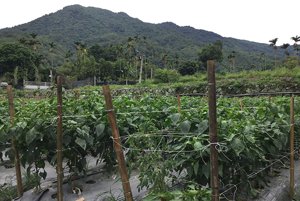 山區農田風景，前景為用木柱和鐵線支撐的蔬菜植株，白色塑膠布覆蓋地面。遠方山坡被熱帶植被覆蓋，有棕櫚樹點綴其間。