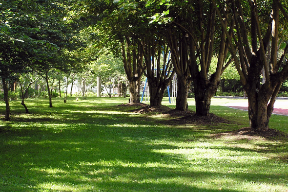 公園內林蔭大道景觀，高大樹木形成天然隧道，陽光透過綠色樹葉灑落地面，草坪翠綠，遠處可見建築物，環境寧靜優美。