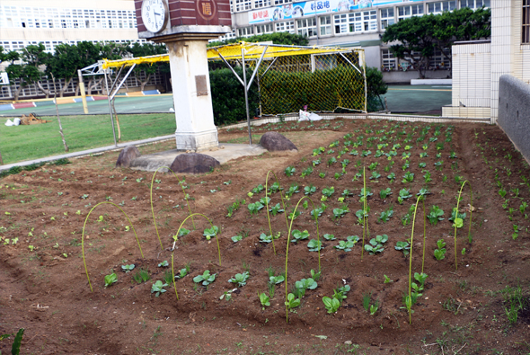 都市農園內，整齊排列的綠色蔬菜幼苗生長在棕色土壤中，背景為黃色運動設施、建築物及城市景觀，展示都市農業與城市空間結合的概念。