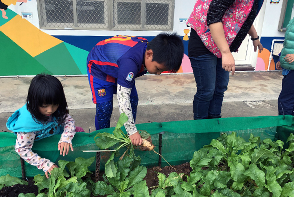 兒童在學校菜園中進行農業教育活動，兩名小朋友彎腰觀察綠色種植床內的蔬菜植物，成人在一旁指導監督，背景為彩色圍籬和校舍，展現校園戶外學習的場景。