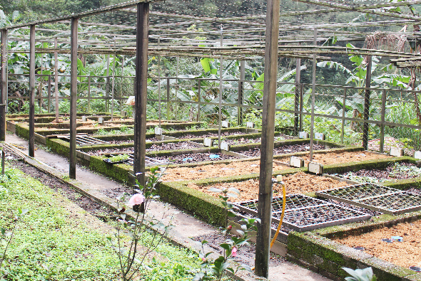 木製溫室內的苗圃園區，多個種植床上擺放著黑色育苗盤和花盆，地面覆蓋綠色植被。高大的木質支架和網狀遮陰設施提供遮蔭，用於培育幼苗和植物。
