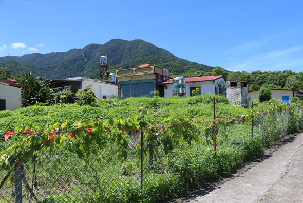 農村山區景象，前景為鐵絲網圍籬的菜園，種植紅色辣椒和綠色蔬菜。後方為簡陋民居和村舍，屋頂為紅瓦和鐵皮材質。遠處巍峨的青山在晴朗藍天下清晰可見，呈現樸素的農業村落風貌。
