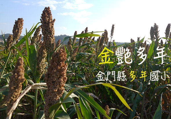 金門高粱田間插立黃色標誌牌，上書「豐收多年」及「金門縣多年國小」字樣，高粱穗飽滿成熟，背景為遠山風景，展示金門農業特產與地方教育的結合。