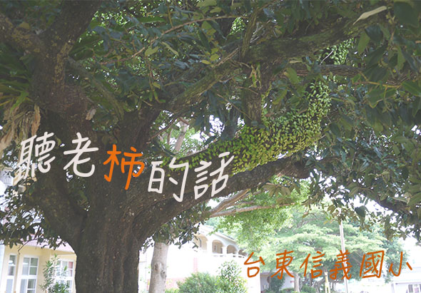 一棵枝葉茂密的老榕樹，樹上疊放著白色和橙色的中文文字，包括「聽老榕的說」和「台東信義國小」。背景可見校園建築物。