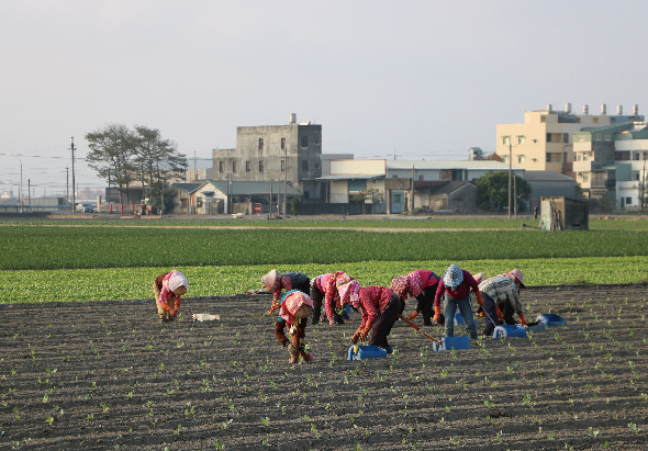 農民穿著紅色衣服在田間勞作，背景是綠色農田和鄉村建築。多人彎腰從事農業工作，展現農村生產勞動場景。