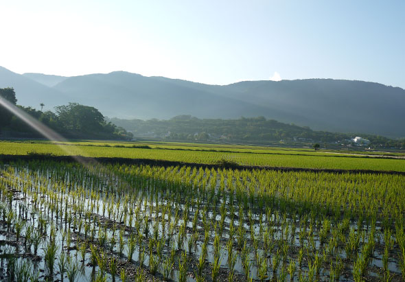遼闊的稻田中，青綠的秧苗整齐排列，田間積水清晰可見。遠處山巒層疊，晨曦中灑下金色陽光。田野邊緣散布著民居與樹木，呈現鄉村農業風景。