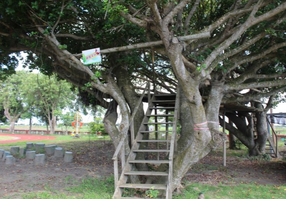 公園內一棵老榕樹，樹幹粗壯彎曲，樹下設有木製階梯和平台供遊客登上。樹枝繁茂遮蔽，周圍有石製座椅，遠處可見運動場和其他樹木。