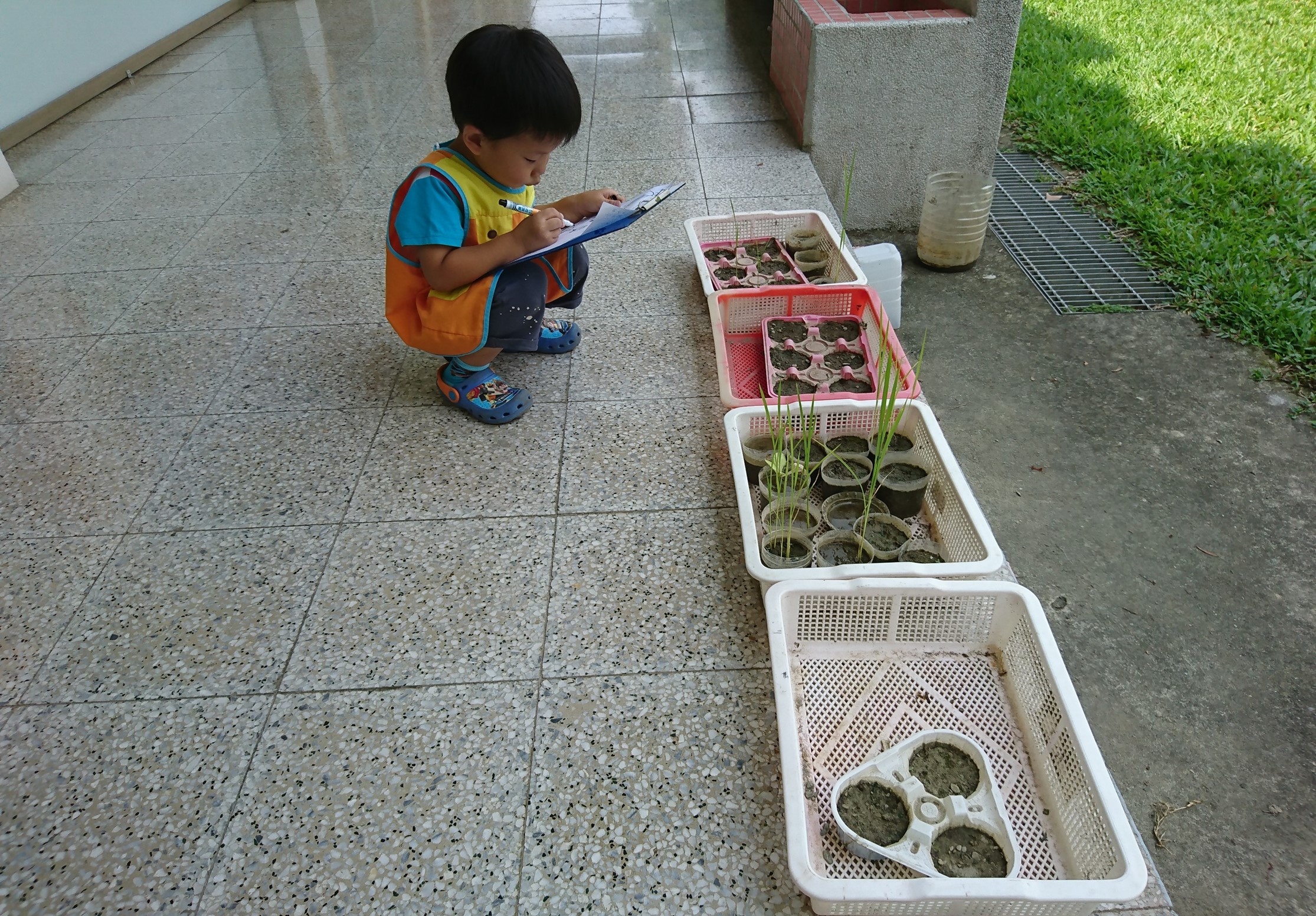 小男孩穿著黃藍色背心蹲在地上，手持記錄板觀察面前四個白色塑膠盆。盆中分別放置不同的種子、幼苗和水生植物，進行科學觀察實驗。背景為灰色地磚走廊，右側可見綠草地。