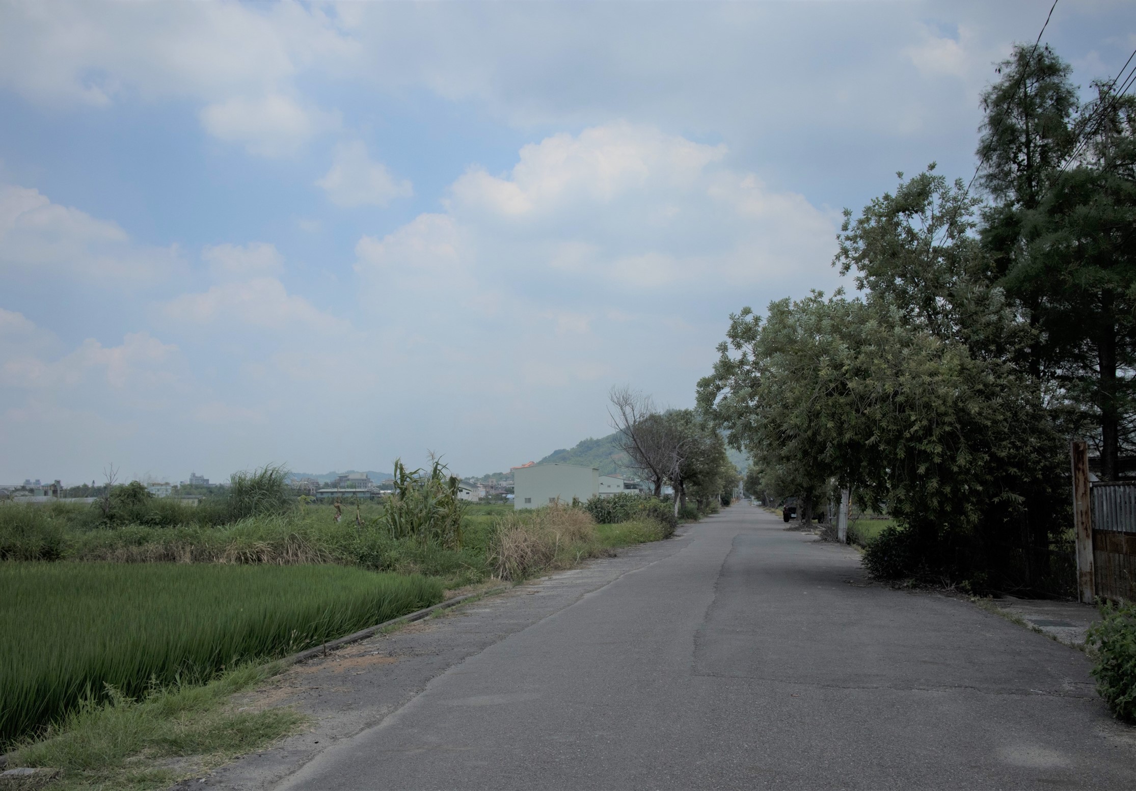 鄉村道路景觀，筆直的柏油路兩側種植高大樹木，左側是綠色農田和蔗田，右側是住宅建築。遠方可見丘陵地形和工業廠房，天空晴朗飄浮白雲。