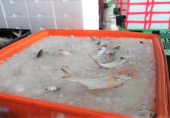 橙色塑膠漁箱內盛著冰水和多條新鮮魚類，包括較大的白色魚隻和小型魚類散落其中，背景可見紅白色欄杆和灰色建築物。