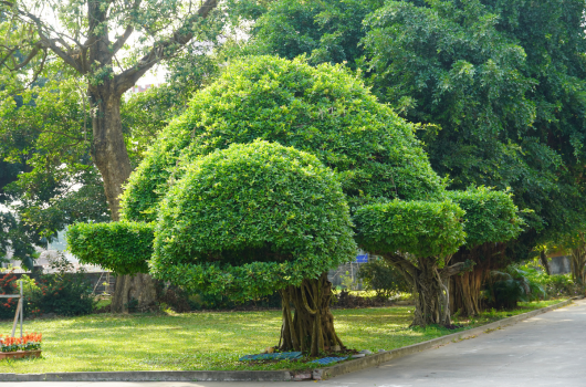 公園內一棵老榕樹，樹冠修剪成圓形，枝葉繁茂翠綠。樹下有木製座椅，周圍草地開闊，背景為高大樹木和住宅。陽光灑落，呈現寧靜的社區綠地景象。