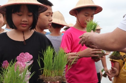 一群戴著圓錐形草帽的兒童在戶外參與農業體驗活動，成人正向他們展示並遞交青綠色的水稻秧苗，背景可見粉紅色花卉，呈現鄉村田園教育場景。