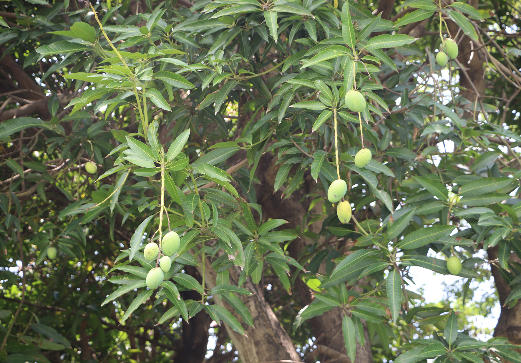 芒果樹枝繁葉茂，長滿細長的綠色葉片，枝條上懸掛著多顆青綠色的未成熟芒果，排列疏密有致，顯示植物生長旺盛。