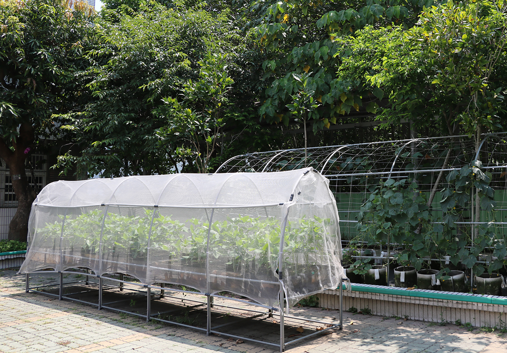 戶外園藝區域，前方有一座白色網狀隧道溫室，內部種植多排蔬菜植物。背景有綠色支架蔬菜棚架、茂密樹木和盆栽植物，地面鋪設磚塊，環境整潔有序。