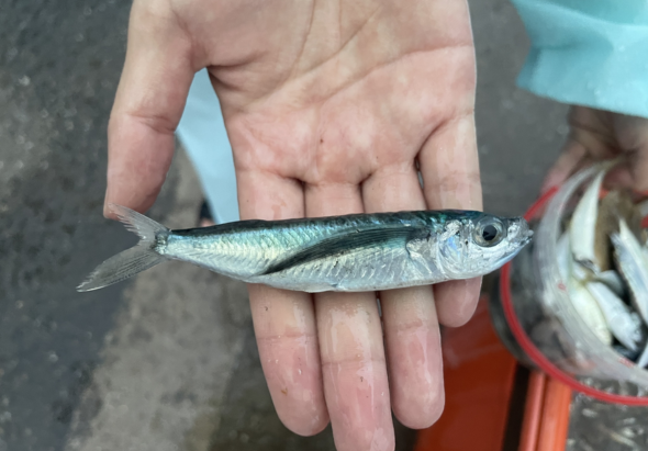 一個人的手掌心平放著一條小銀白色魚，魚身細長，有黑色背鰭和銀白色腹部，眼睛清晰可見。背景可見紅色籃子和其他漁獲，呈現捕魚或釣魚的場景。