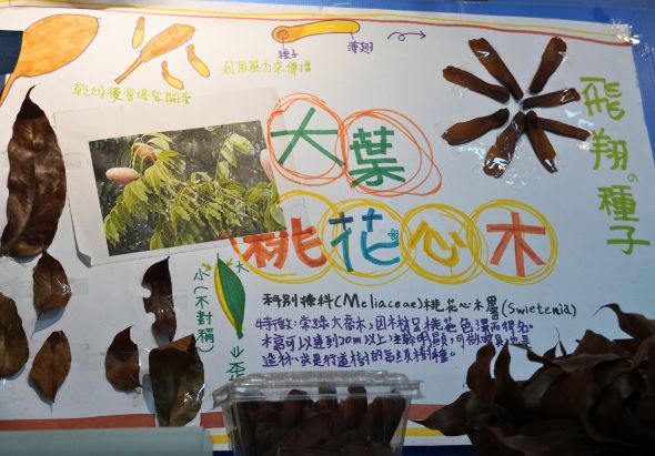 學生製作的生物學習海報，主題為「榕樹」。版面展示榕樹的葉片、果實、氣根等實物樣本，中央有彩色圓圈標示重點，包含榕樹的科學名稱和生態特徵說明，右側有手繪的榕樹根系示意圖。