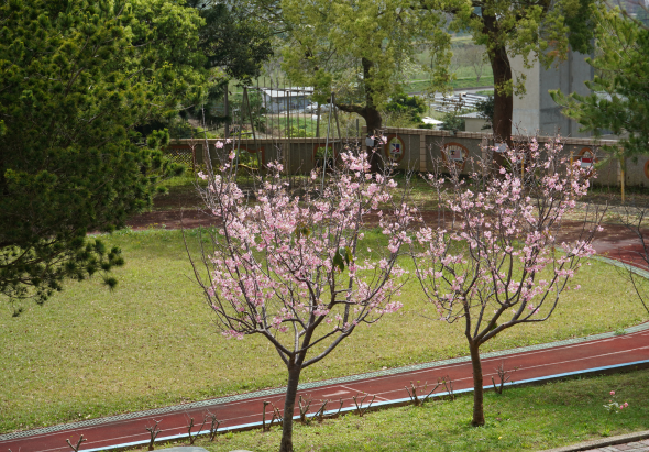 春日公園景色，兩株盛開的粉紅色木蘭樹矗立在綠草坪上，背景可見紅色跑道、木製圍欄、綠樹和建築物。