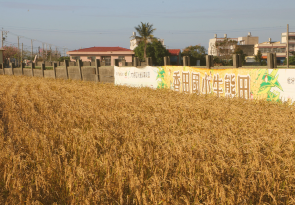 成熟的金黃色麥田，遠處可見白色柵欄、紅頂建築物和住宅。田邊豎立著印有綠色鸚鵡圖案和中文字的宣傳看板，宣傳和諧田園建設。晴朗天空下呈現鄉村農業景觀。