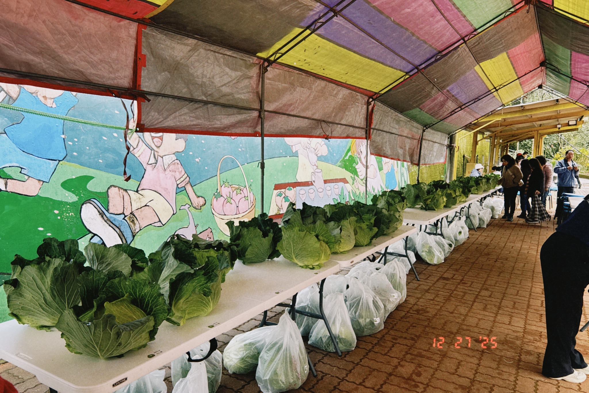 在彩色條紋遮雨棚下舉辦的高麗菜展示或市集。畫面左側與中央的長條白桌上，擺滿了許多巨大的翠綠高麗菜，桌下也有許多裝在透明塑膠袋裡的高麗菜。畫面左側有一面繪有兒童玩耍圖案的彩色大牆面，右側背景則有幾位民眾正在參觀。照片右下角帶有「12 27 '25」的橘色日期浮水印。