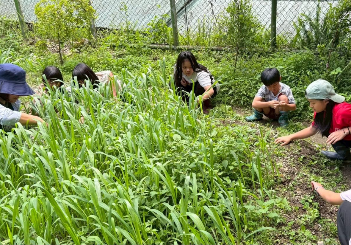 在校園一角的花園園圃裡，孩子們與老師蹲在蔥鬱的草木與作物間，親手進行採摘與雜草整理。孩子們親近泥土與植物，透過實際動手操作，體驗觀察作物成長與與大地互動的樂趣。