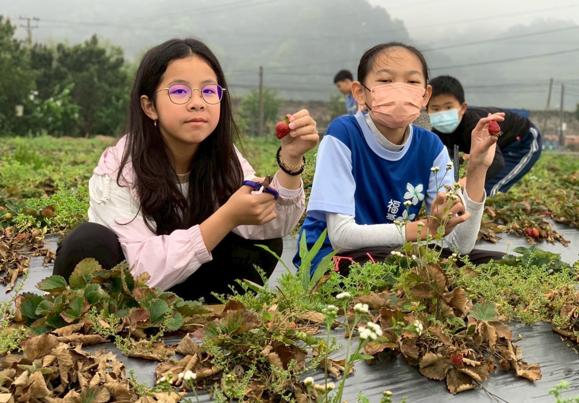 有四位孩子在草莓園中，前景的兩位女孩蹲在草莓樹後，拿著剛剪下來的草莓，對著鏡頭微笑。