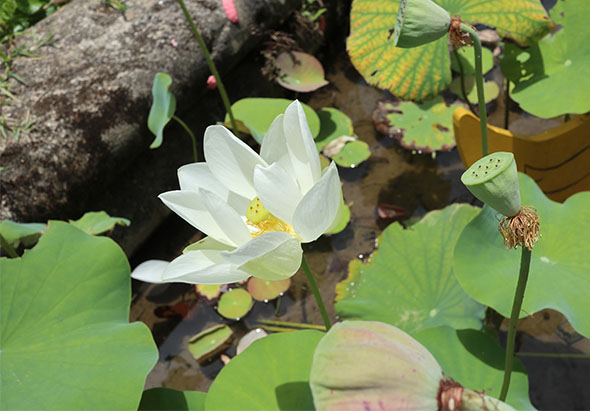 池塘中盛開的白色蓮花，花瓣潔白，花心呈黃色，周圍環繞著綠色荷葉。右側可見蓮蕊和枯萎的蓮蓬，整體展現出蓮花生長的不同階段。