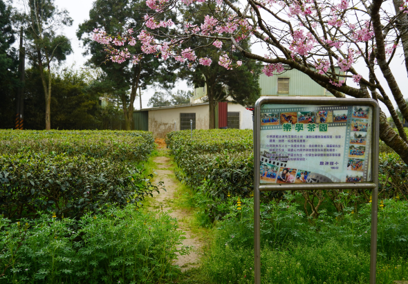 鄉村景觀中，一條草徑通往遠處建築物。前景立有繪製精美的告示牌，內容為中文說明文字。路旁綠籬蒼翠，頭頂粉紅色木棉花盛開，營造春日田園風情。