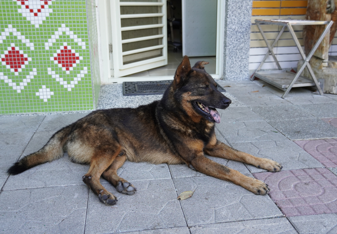 一隻黑棕色德國牧羊犬趴臥在戶外水泥地面上，舌頭伸出，面露微笑。背景可見綠白紅色拼貼磁磚牆面、白色百葉窗、灰色門框及折疊椅。