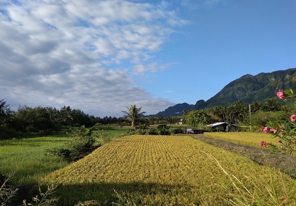田園風景，金黃色稻田延伸至遠方，兩側綠色植被環繞，遠處山脈起伏，藍天白雲，右側房舍和粉紅花朵點綴其間，呈現寧靜的鄉村農業景觀。