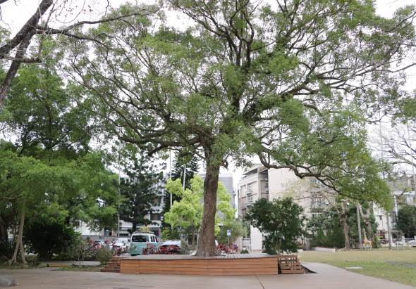 公園中央一棵粗壯古老的大樹，樹幹寬厚枝葉繁茂，周圍設有木製座椅。背景為城市建築物和停放的車輛，綠樹環繞，是居民休憩的公共空間。