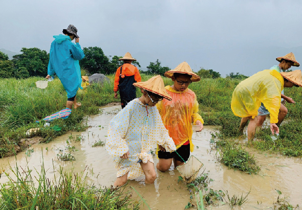 五位農民穿著彩色雨衣和斗笠，在稻田裡涉水勞作。他們站在積水的田地中，進行農業作業。背景為青翠的田野和樹木，天空陰沉。圖片展現農村勞動景象。