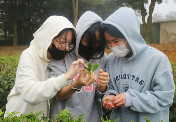 三名戴著口罩和帽子的女學生在戶外茶園中，手持新鮮採摘的茶葉，仔細觀察和學習茶葉特徵。背景為綠色茶樹田園和建築物，呈現教育實踐活動的場景。