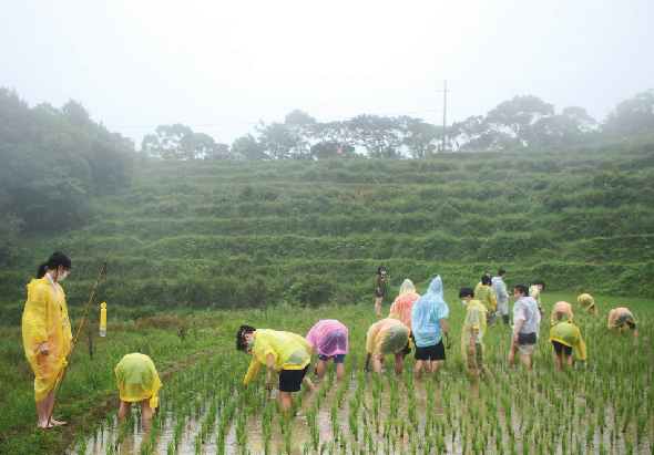 一群穿著彩色雨衣的志願者在山坡上的稻田裡進行農業活動。參與者分散在水田中彎腰工作，背景為層疊的綠色梯田、樹木和霧氣籠罩的山景。