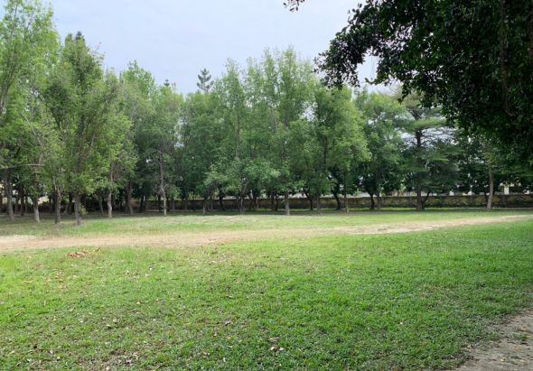 寬敞的公園綠地，前景是修剪整齊的翠綠草坪，遠處林立著高大的樹木，天色晴朗，適合休閒散步和戶外活動的開放空間。